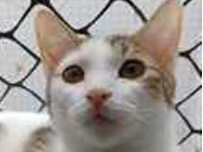Gato ra a srd idade 7 a 11 meses nome THÉO