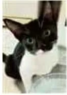 Gato ra a srd frajolinha  idade 7 a 11 meses nome LORD