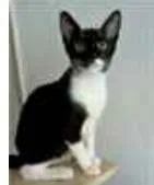 Gato ra a srd frajolinha  idade 7 a 11 meses nome LORD