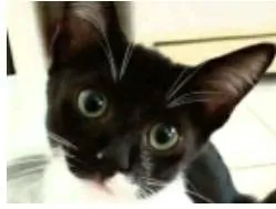 Gato ra a srd frajolinha  idade 7 a 11 meses nome LORD