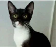 Gato ra a srd frajolinha  idade 7 a 11 meses nome LORD