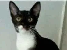 Gato raça srd frajolinha  idade 7 a 11 meses nome LORD