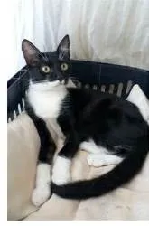 Gato ra a srd frajolinha  idade 7 a 11 meses nome LIKA