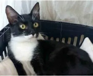 Gato ra a srd frajolinha  idade 7 a 11 meses nome LIKA