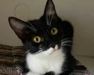 Gato ra a srd frajolinha  idade 7 a 11 meses nome LIKA