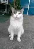 FIONA