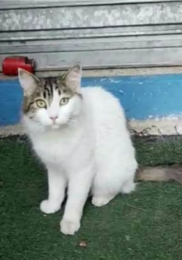 Gato ra a srd idade 1 ano nome FIONA