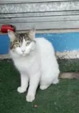 FIONA