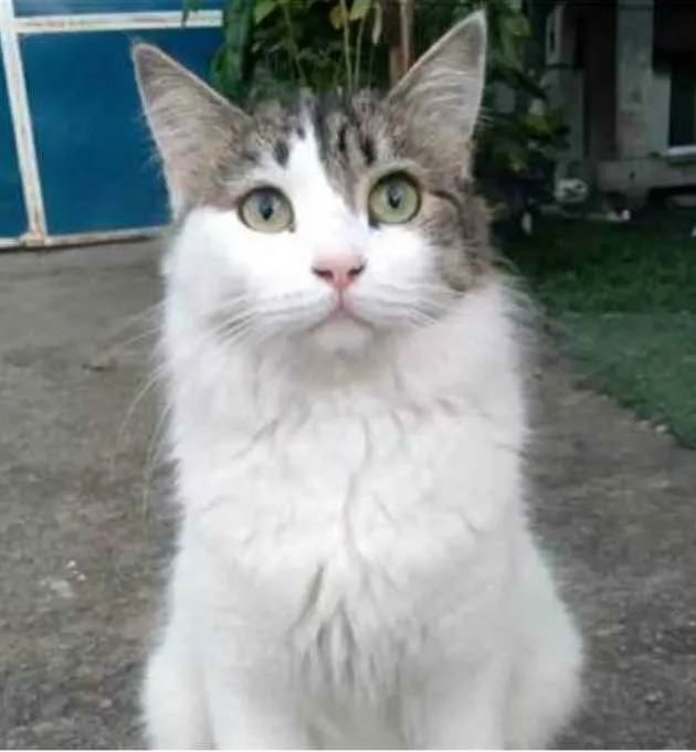 Gato ra a srd idade 1 ano nome FIONA
