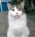 FIONA