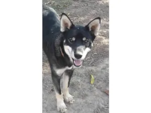 Gato raça Mestiço de husky  idade 7 a 11 meses nome Billy 
