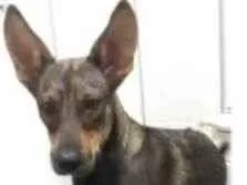 Cachorro ra a srd idade 7 a 11 meses nome LAYKA