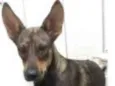LAYKA