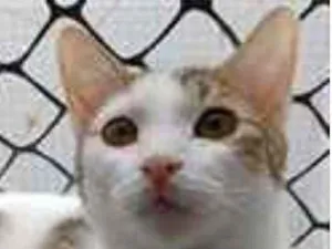 Gato raça srd idade 7 a 11 meses nome THÉO