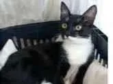 Gato raça srd frajolinha  idade 7 a 11 meses nome LIKA