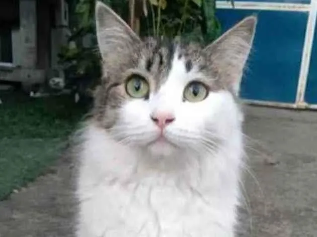 Gato ra a srd idade 1 ano nome FIONA