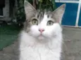 FIONA