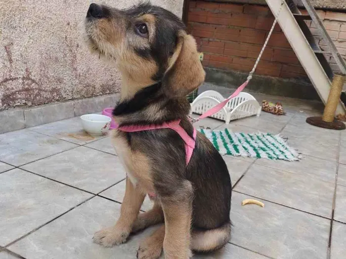 Cachorro ra a Vira lata idade 2 a 6 meses nome July