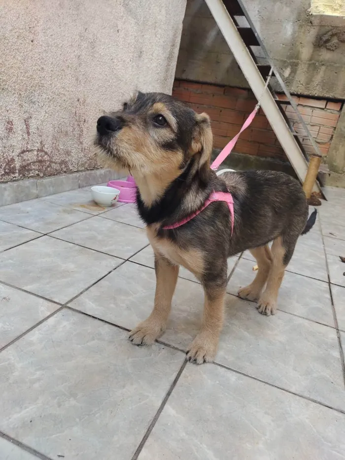 Cachorro ra a Vira lata idade 2 a 6 meses nome July