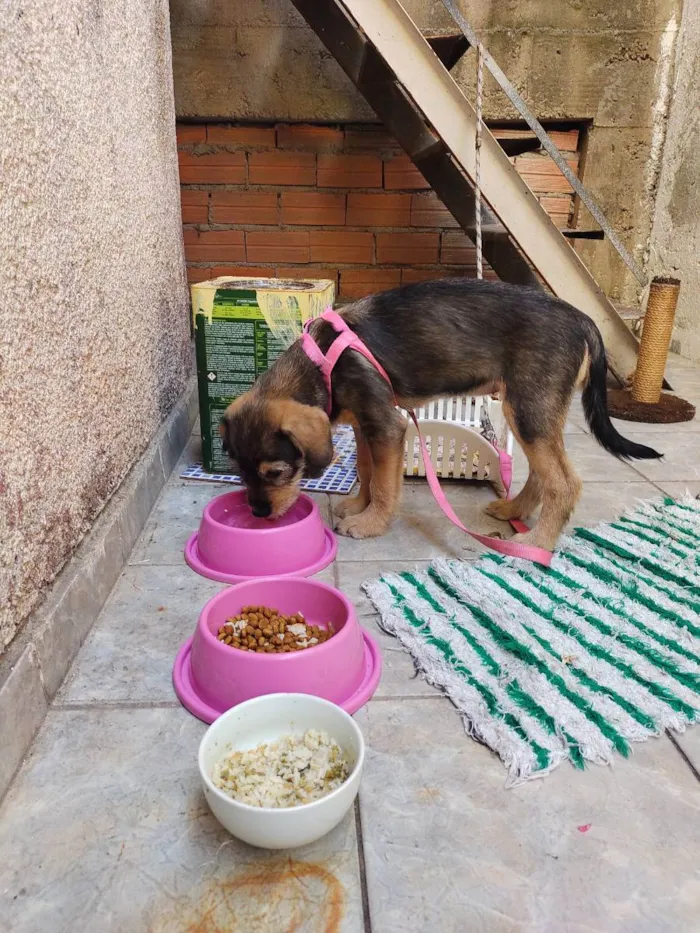 Cachorro ra a Vira lata idade 2 a 6 meses nome July