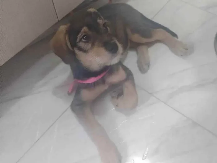 Cachorro ra a Vira lata idade 2 a 6 meses nome July