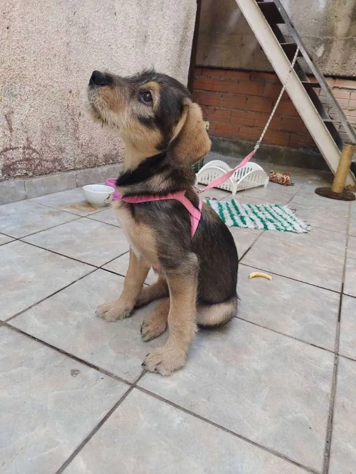 Cachorro ra a Vira lata idade 2 a 6 meses nome July