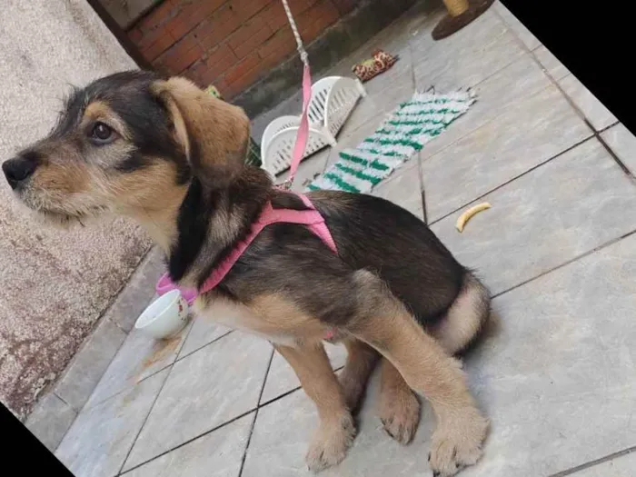 Cachorro ra a Vira lata idade 2 a 6 meses nome July