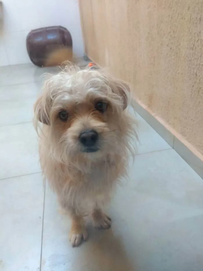 Cachorro raça Shitzu com bassê  idade 1 ano nome Thor