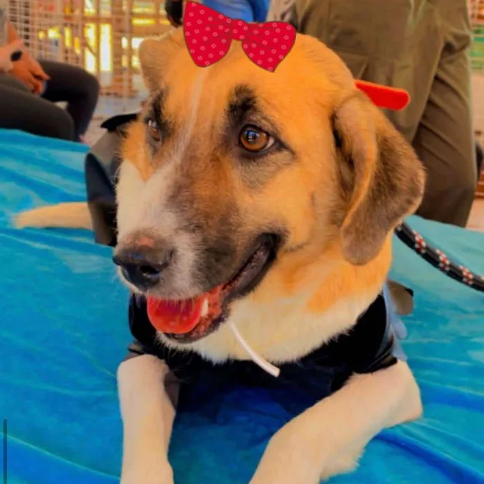 Cachorro ra a Mestiça  idade 7 a 11 meses nome Belinha 