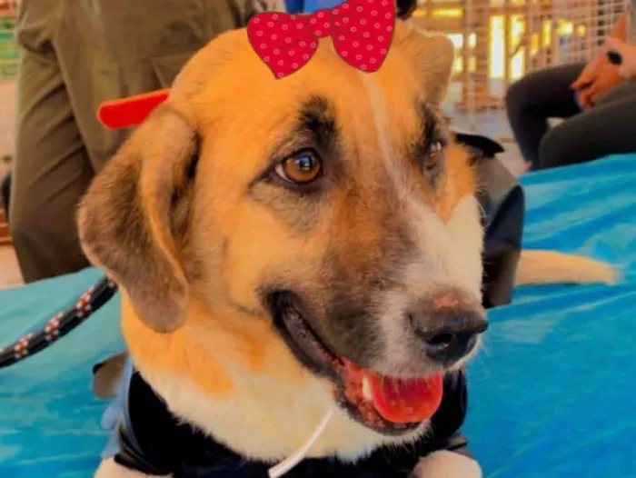 Cachorro ra a Mestiça  idade 7 a 11 meses nome Belinha 