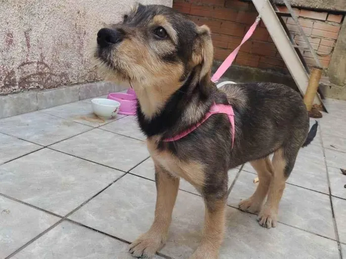 Cachorro ra a Vira lata idade 2 a 6 meses nome July