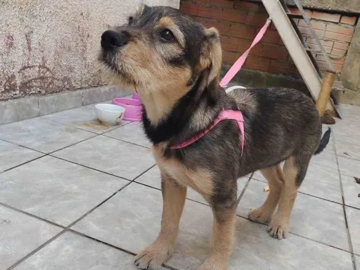 Cachorro ra a Vira lata idade 2 a 6 meses nome July