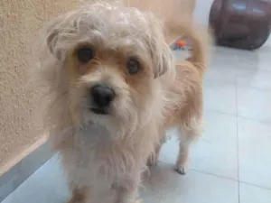 Cachorro raça Shitzu com bassê  idade 1 ano nome Thor