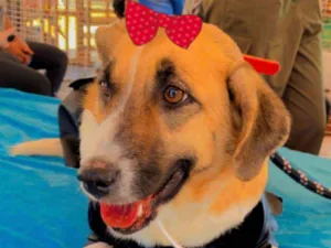 Cachorro raça Mestiça  idade 7 a 11 meses nome Belinha 