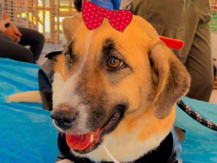 Cachorro ra a Mestiça  idade 7 a 11 meses nome Belinha 