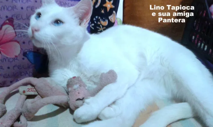 Gato ra a felino SRD idade 2 anos nome Lino Tapioca
