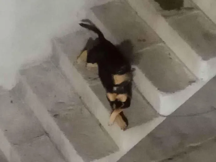 Cachorro ra a Vira lata idade 1 ano nome Margarida 