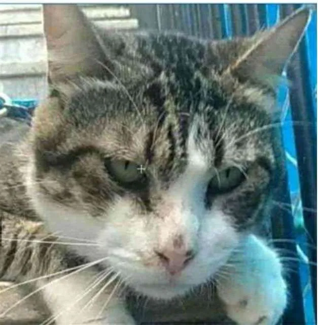 Gato ra a srd tigradinha idade 4 anos nome RAÍ