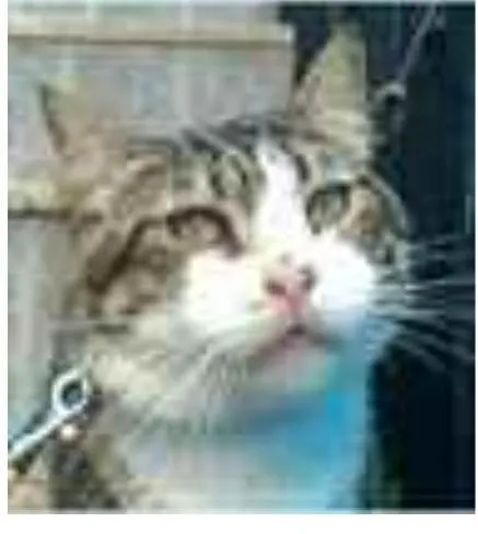 Gato ra a srd tigradinha idade 4 anos nome RAÍ