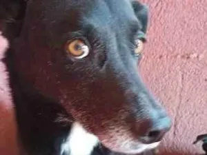 Cachorro raça SRD idade 6 ou mais anos nome Kalifa Lindão