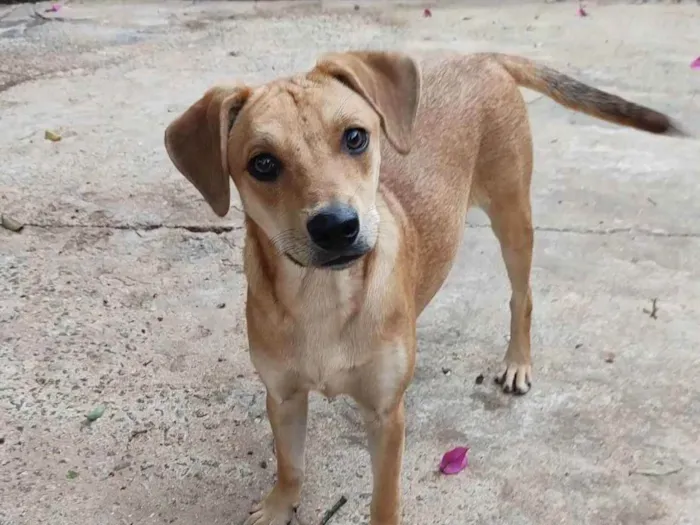 Cachorro raça SRD idade 1 ano nome Nemo