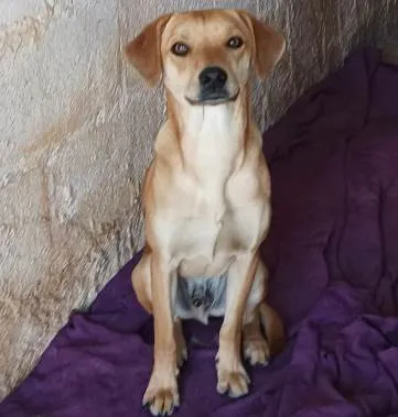Cachorro raça SRD idade 1 ano nome Nemo