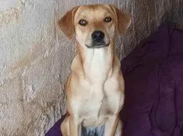 Cachorro raça SRD idade 1 ano nome Nemo