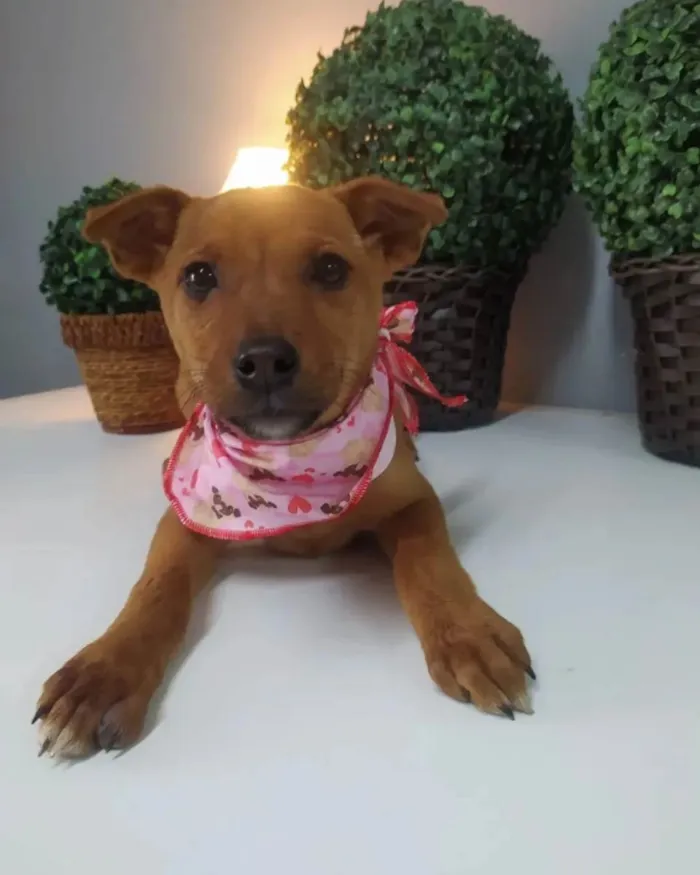 Cachorro raça SRD idade 2 a 6 meses nome Torvi 