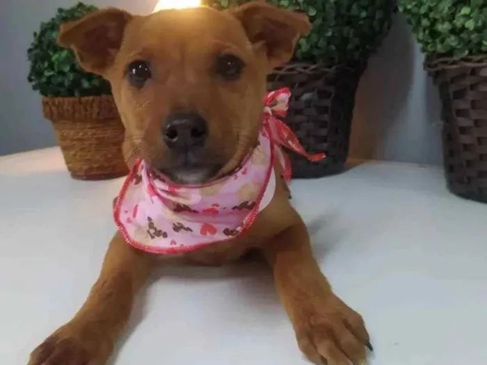 Cachorro raça SRD idade 2 a 6 meses nome Torvi 