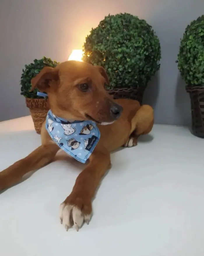 Cachorro raça SRD idade 2 a 6 meses nome Thor