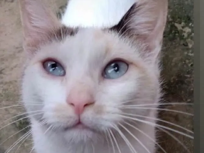 Gato raça Srd idade 7 a 11 meses nome Ariel 