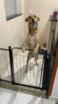 Scooby