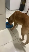 Scooby