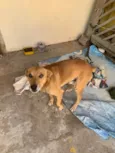 Scooby